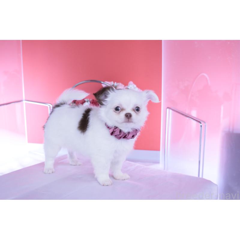 販売中の愛知県のチワワ(ロングコート)-443264の10枚目