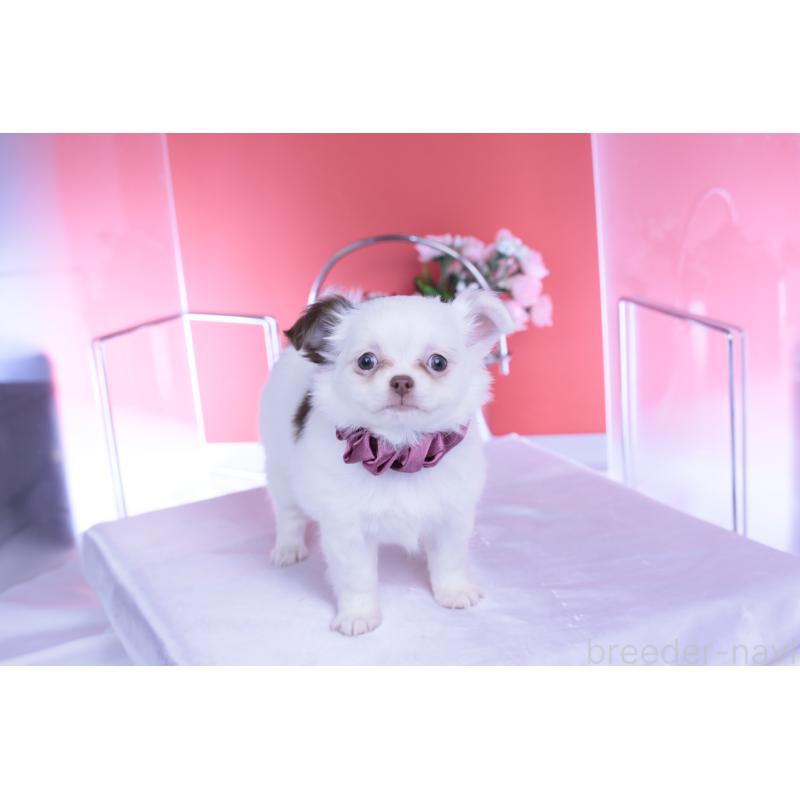 販売中の愛知県のチワワ(ロングコート)-443264の9枚目