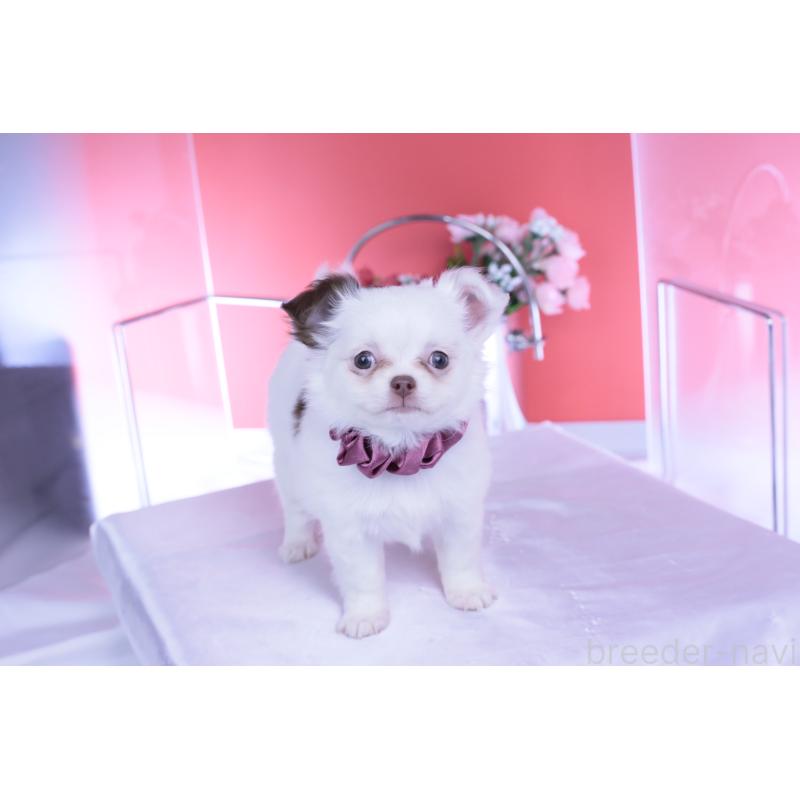 販売中の愛知県のチワワ(ロングコート)-443264の6枚目