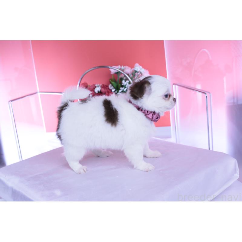 販売中の愛知県のチワワ(ロングコート)-443264の5枚目