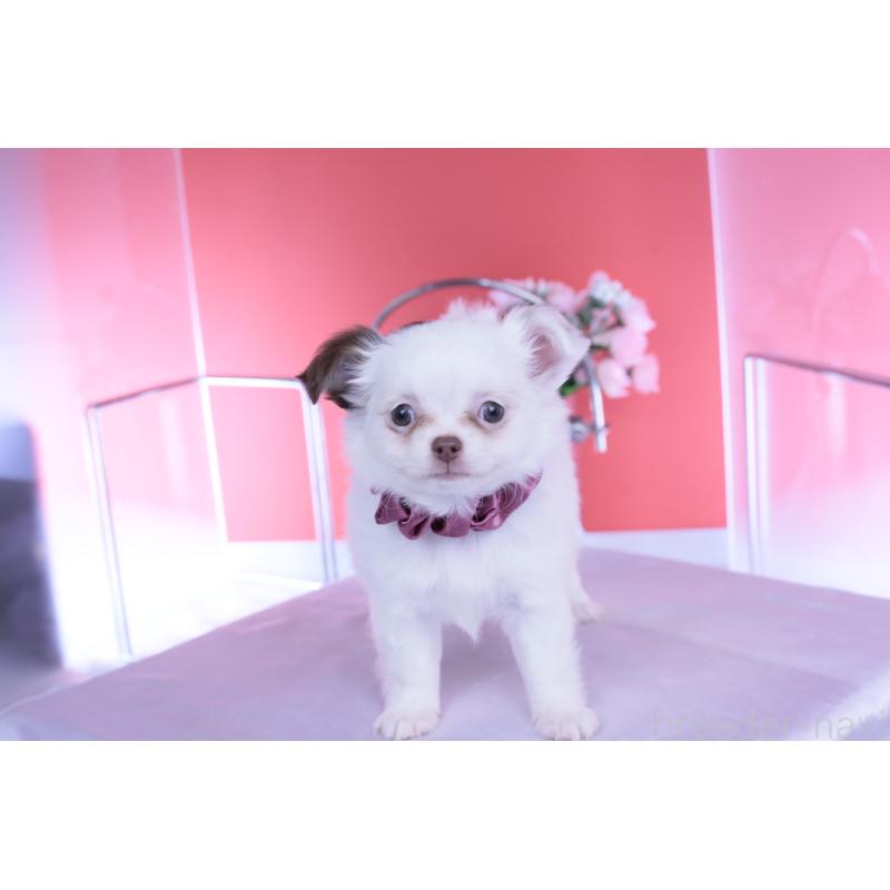 販売中の愛知県のチワワ(ロングコート)-443264の3枚目