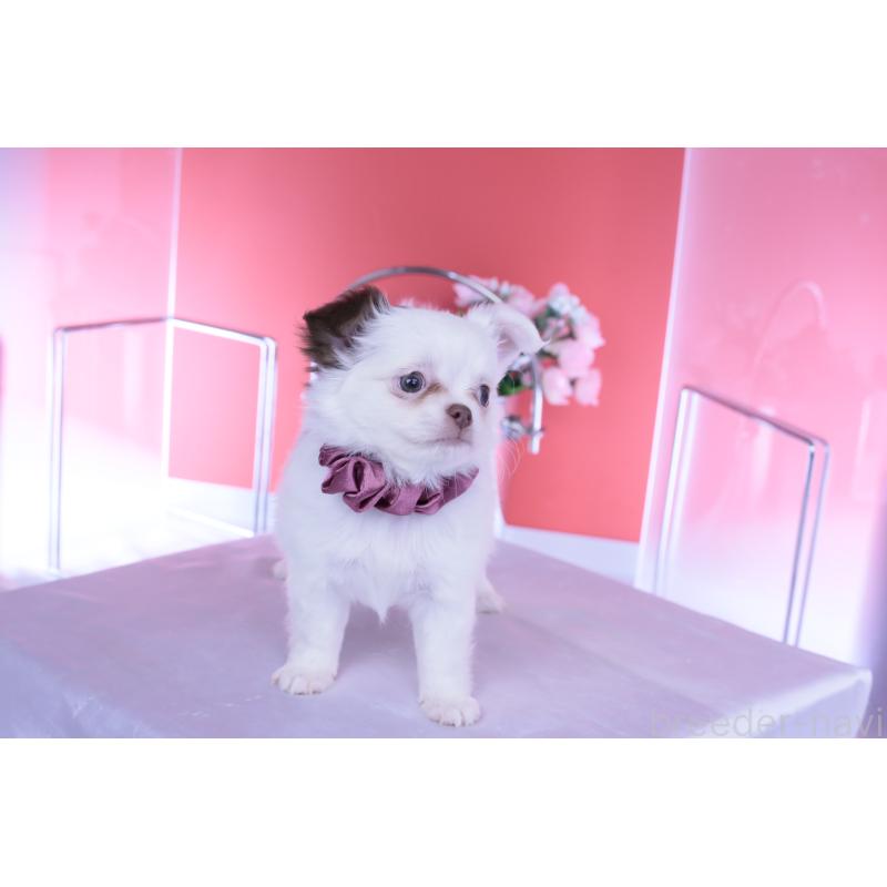 販売中の愛知県のチワワ(ロングコート)-443264の2枚目