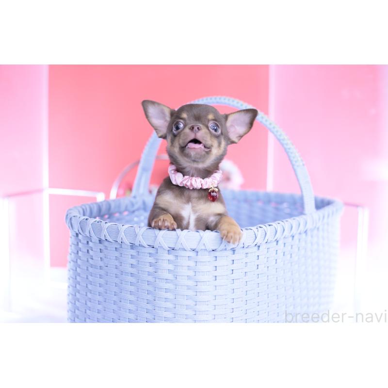 販売中の愛知県のチワワ(スムースコート)-443262の5枚目