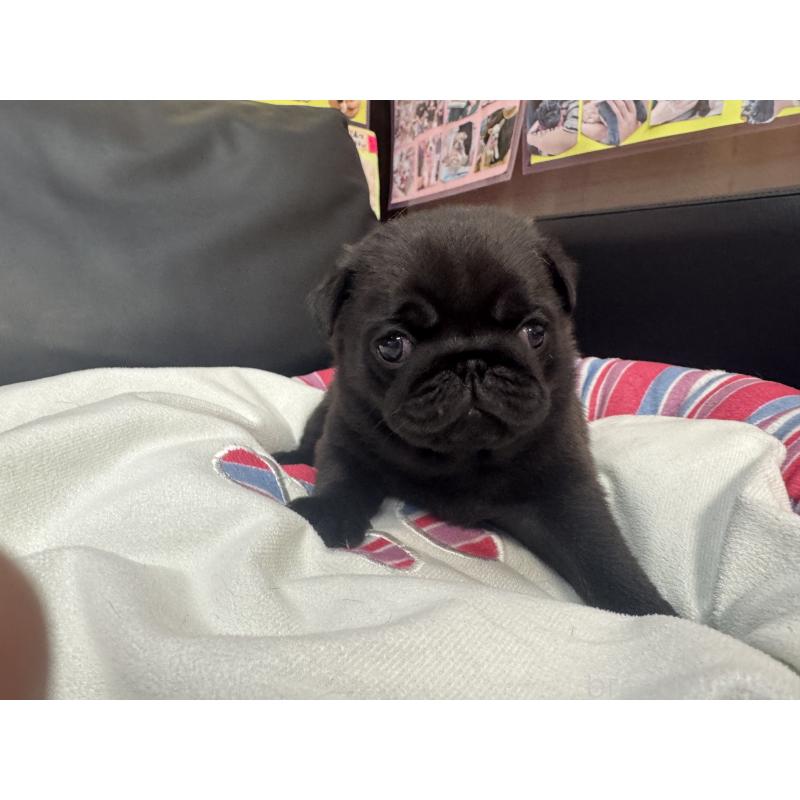 商談中の岐阜県のパグ-443170の3枚目