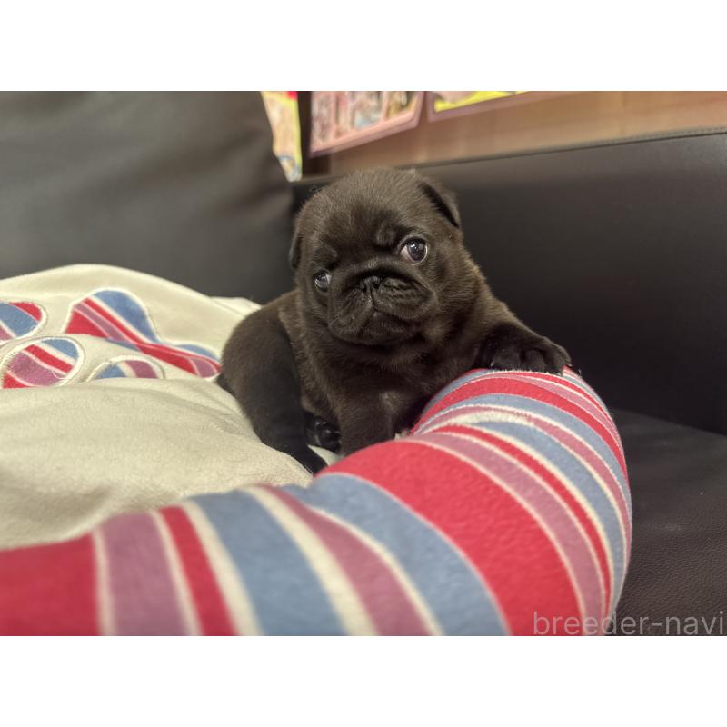 商談中の岐阜県のパグ-443170の2枚目