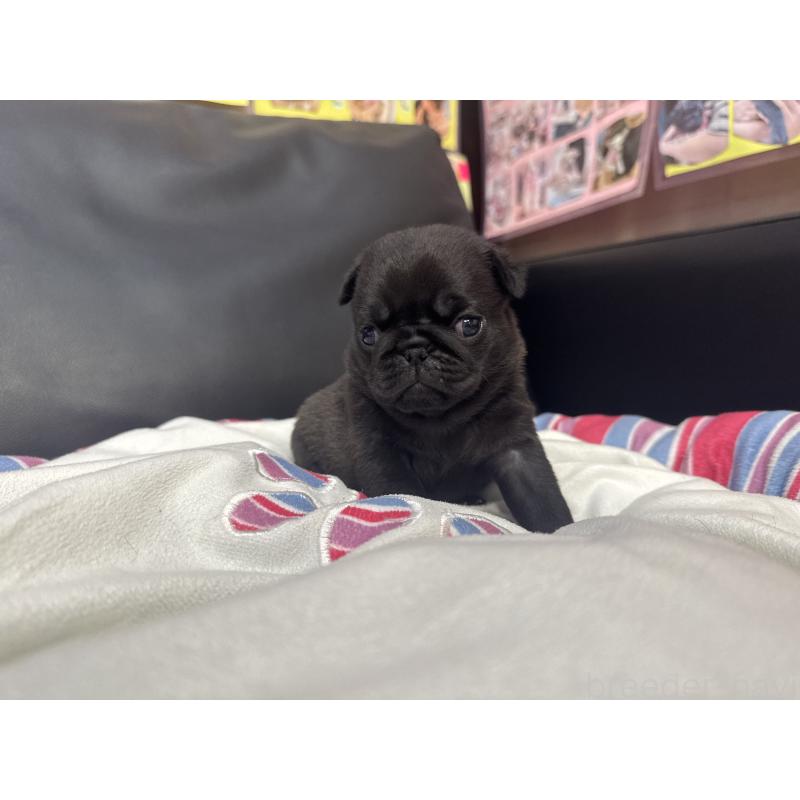 商談中の岐阜県のパグ-443171の4枚目