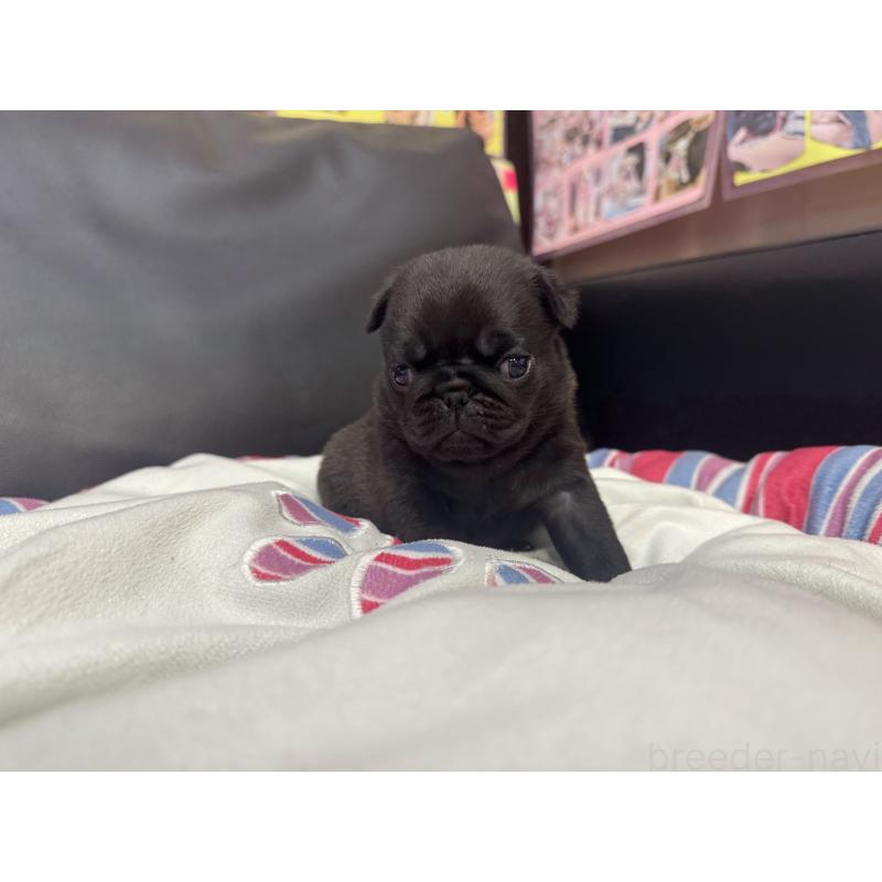 商談中の岐阜県のパグ-443171の3枚目