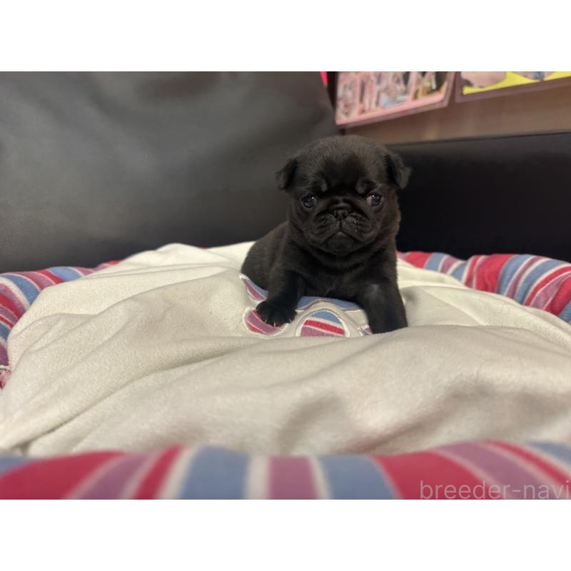 商談中の岐阜県のパグ-443171の2枚目