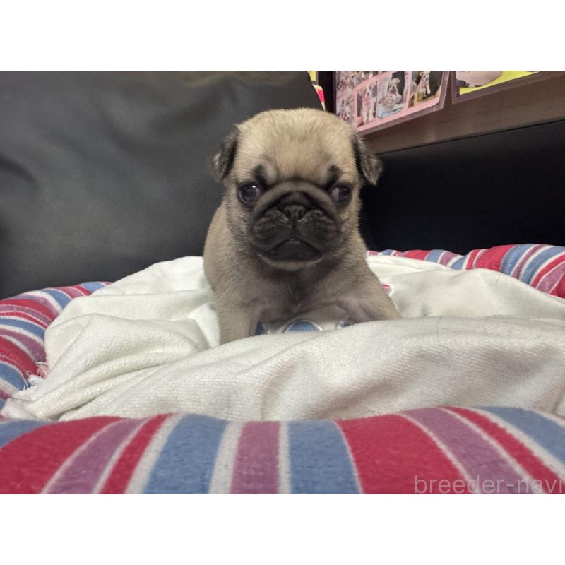 商談中の岐阜県のパグ-443173の4枚目