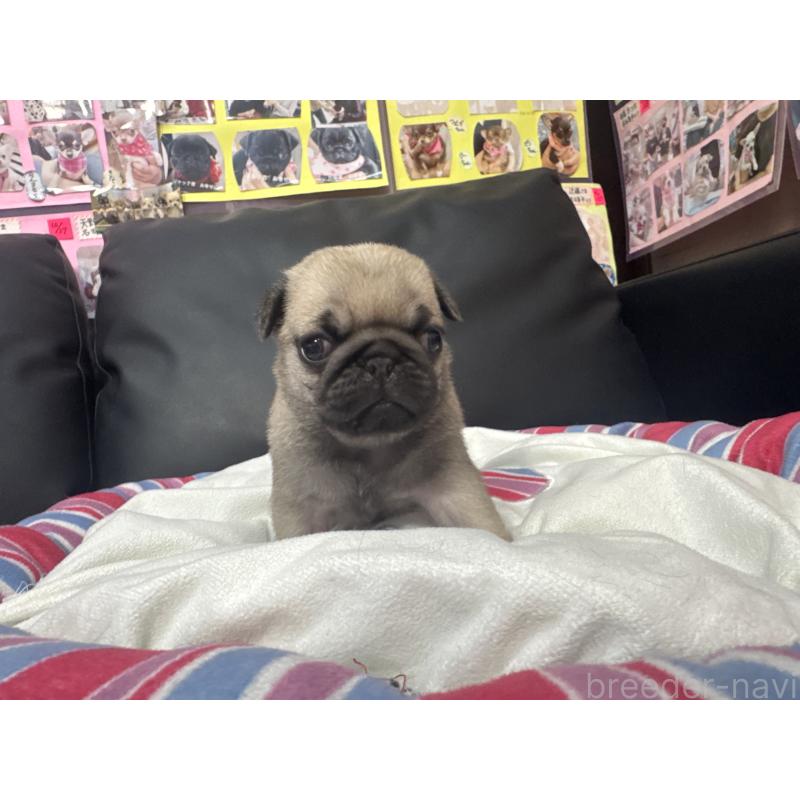 商談中の岐阜県のパグ-443173の2枚目