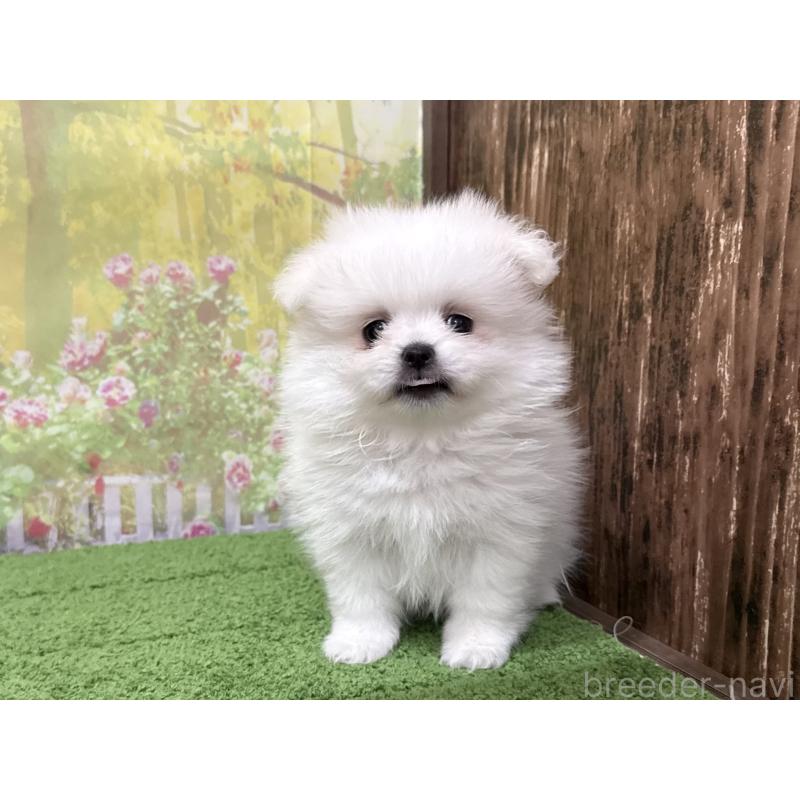 販売中の埼玉県のミックス犬-443299の5枚目