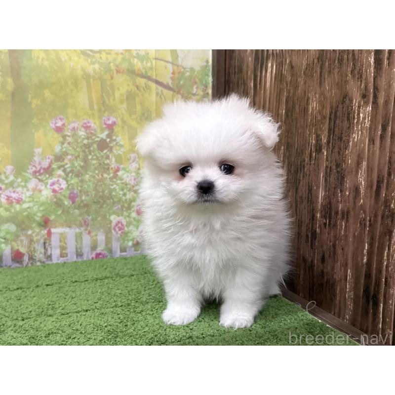 販売中の埼玉県のミックス犬-443299の4枚目