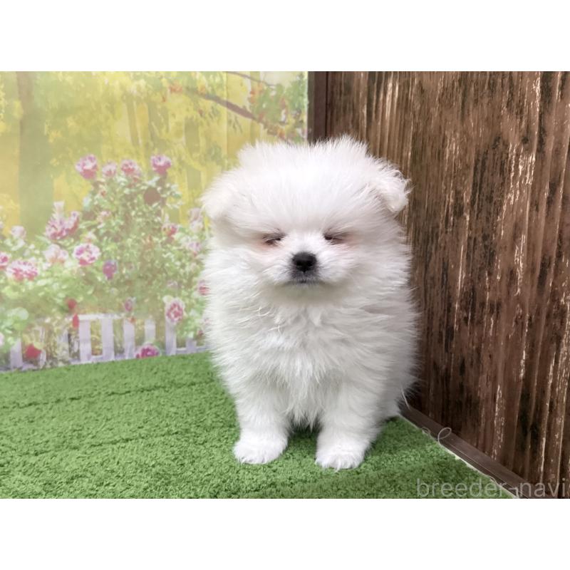 販売中の埼玉県のミックス犬-443299の3枚目