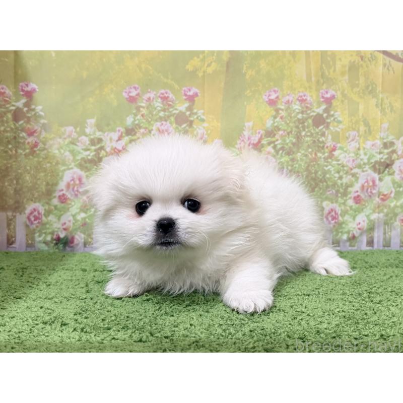 販売中の埼玉県のミックス犬-441253の5枚目