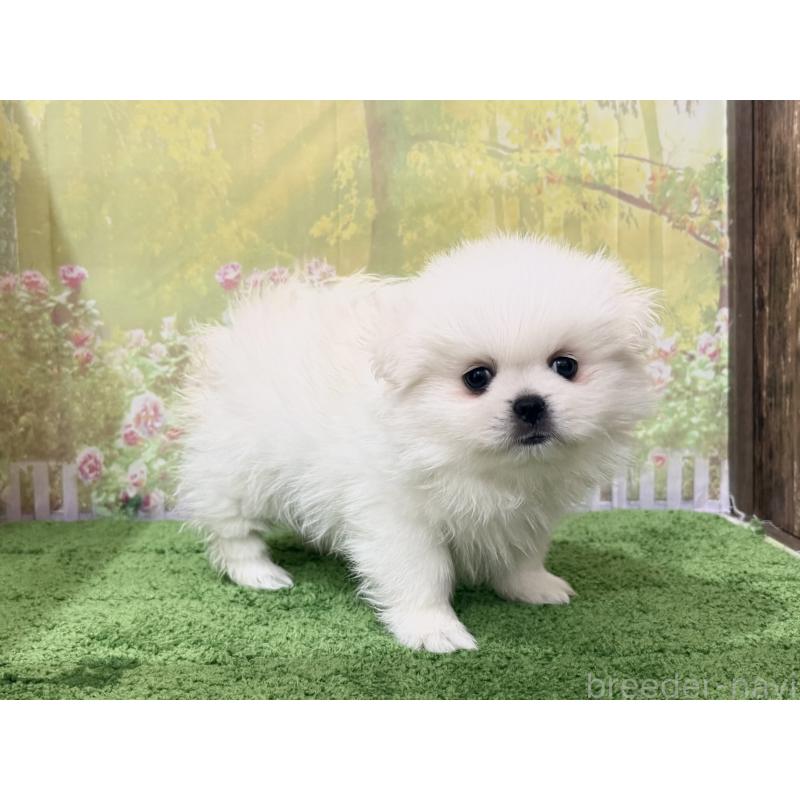 販売中の埼玉県のミックス犬-441253の4枚目