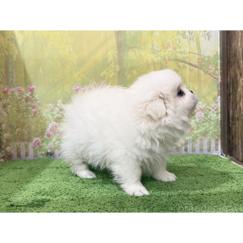 販売中の埼玉県のミックス犬-441253の3枚目