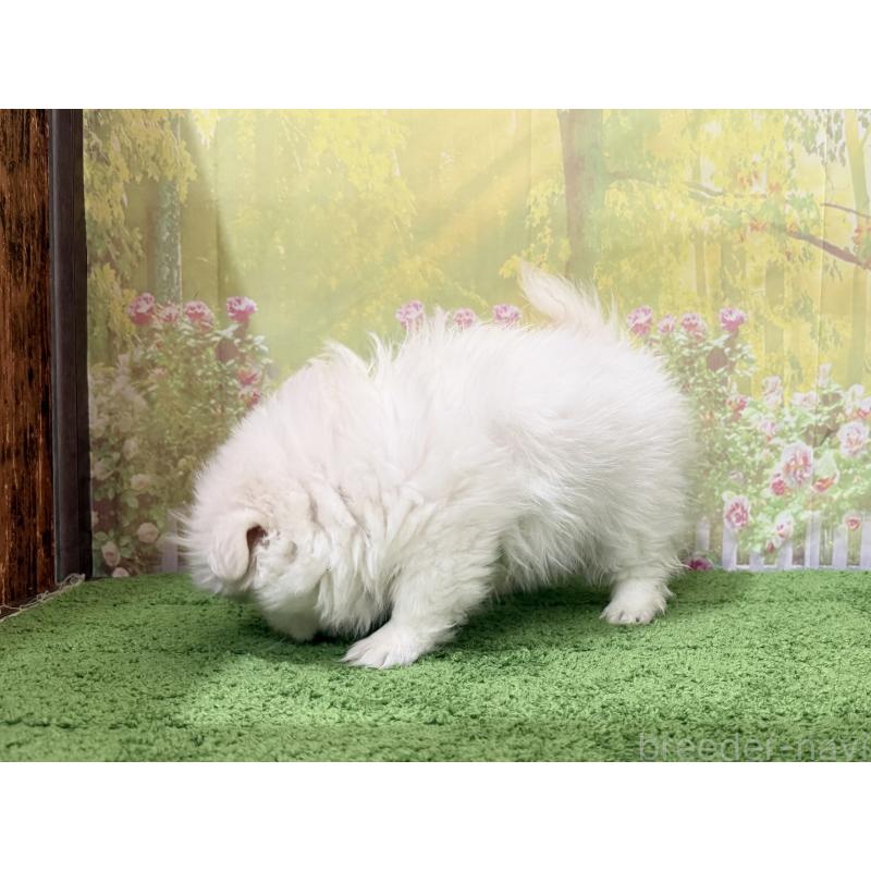 販売中の埼玉県のミックス犬-441253の2枚目