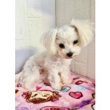 ♀︎ミックス犬