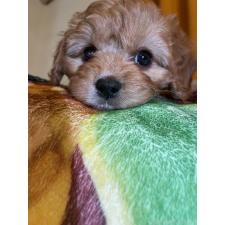 ♀︎キャバプー:キャバリア×トイプードル