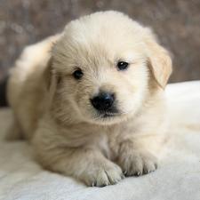 ♀︎ゴールデンレトリーバー