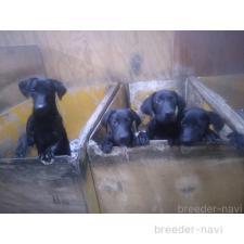 ♀︎ラブラドールレトリーバー