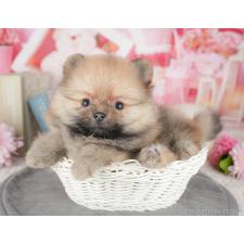 ♀︎ポメラニアン