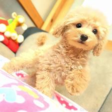 ♀︎マルプー:マルチーズ×トイプードル