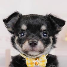 ♀︎チワワ(ロングコート)