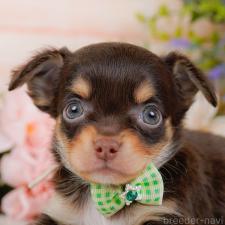 ♀︎チワワ(ロングコート)