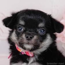 ♀︎チワワ(ロングコート)