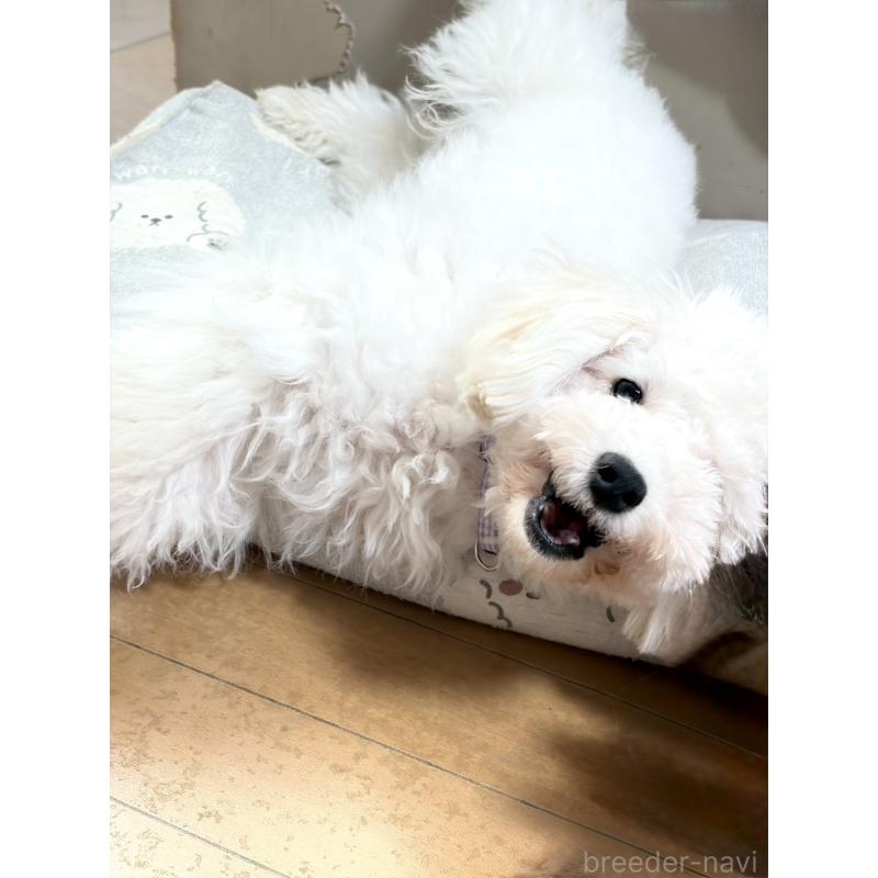 商談中の神奈川県のトイプードル-441746の6枚目