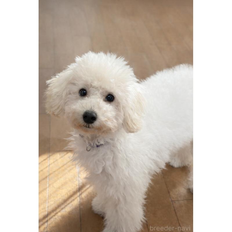 商談中の神奈川県のトイプードル-441746の5枚目