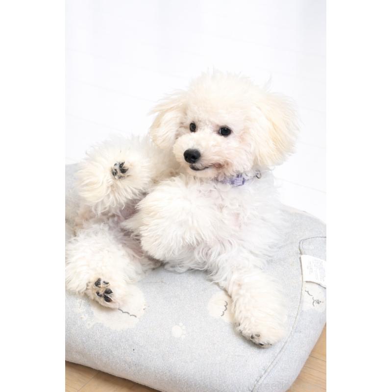 商談中の神奈川県のトイプードル-441746の4枚目