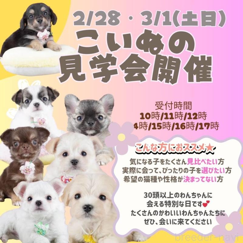 成約済の神奈川県のマルプー:マルチーズ×トイプードル-444523の5枚目