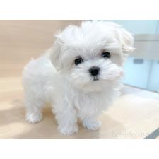 ♀︎マルチーズ