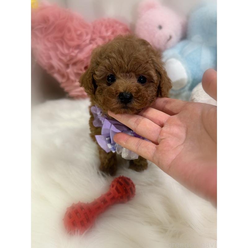 販売中の香川県のトイプードル-446804の14枚目