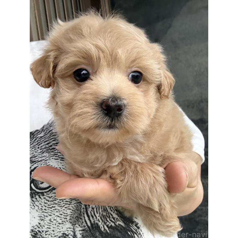 成約済の茨城県のマルプー:マルチーズ×トイプードル-446158の10枚目