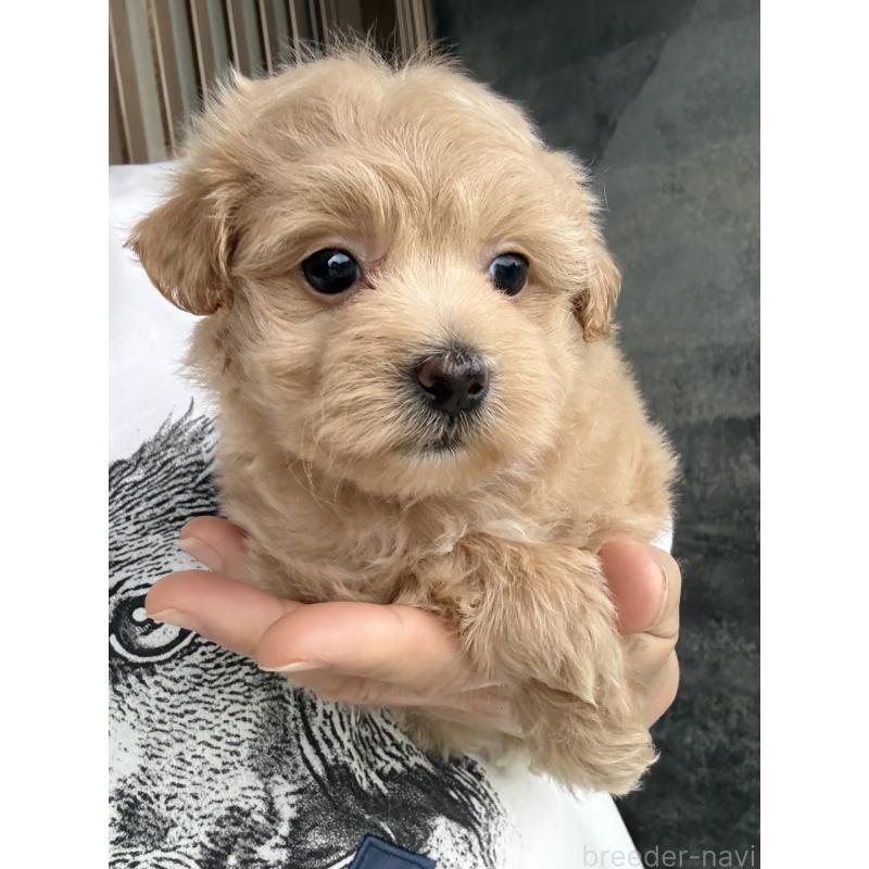 成約済の茨城県のマルプー:マルチーズ×トイプードル-446158の9枚目