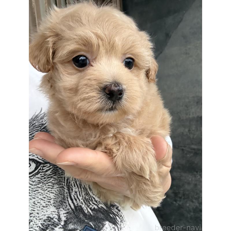 成約済の茨城県のマルプー:マルチーズ×トイプードル-446158の8枚目