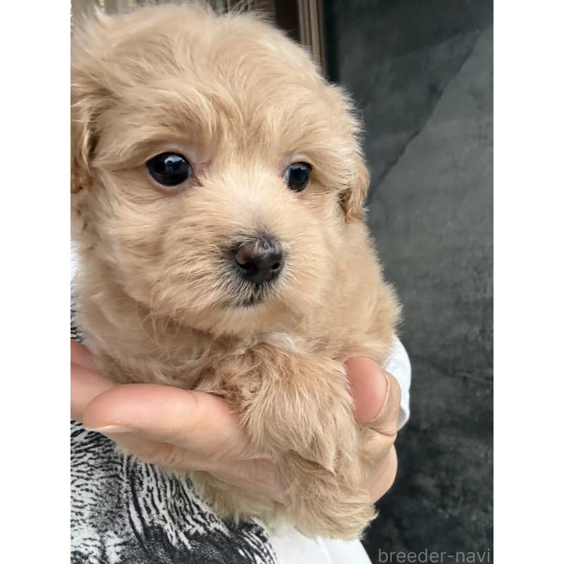 成約済の茨城県のマルプー:マルチーズ×トイプードル-446158の7枚目