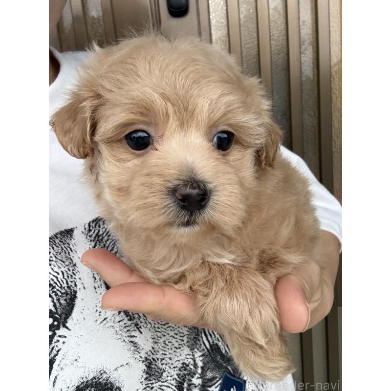 成約済の茨城県のマルプー:マルチーズ×トイプードル-446158の6枚目