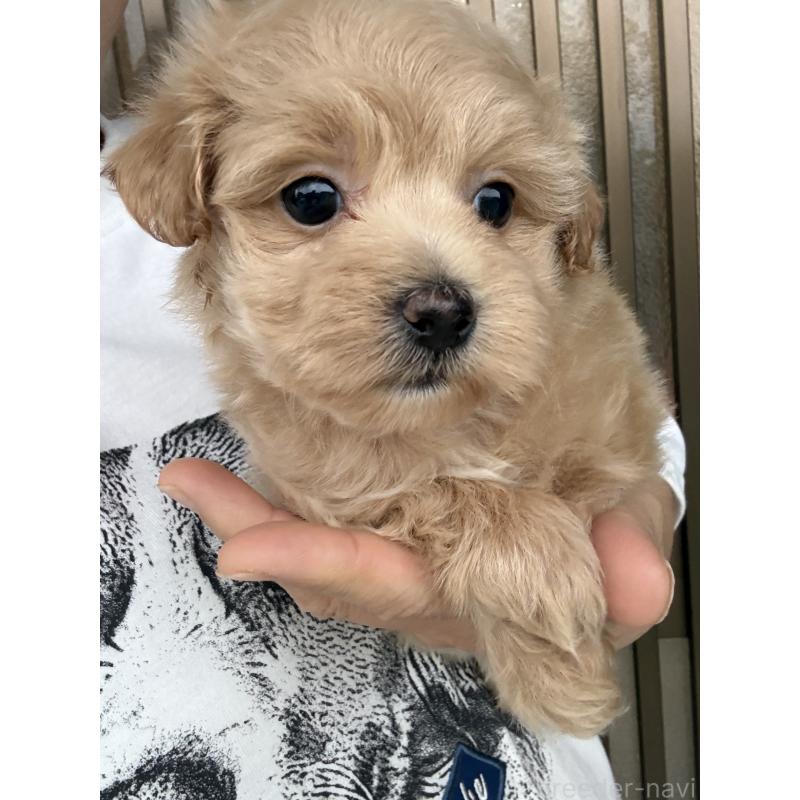 成約済の茨城県のマルプー:マルチーズ×トイプードル-446158の5枚目