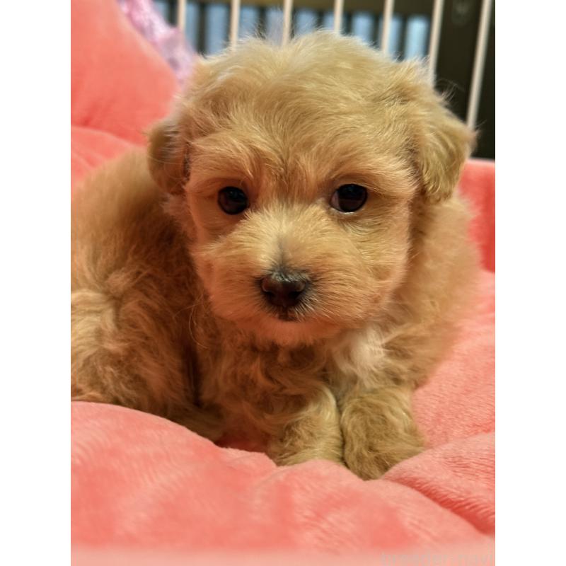 成約済の茨城県のマルプー:マルチーズ×トイプードル-446158の4枚目