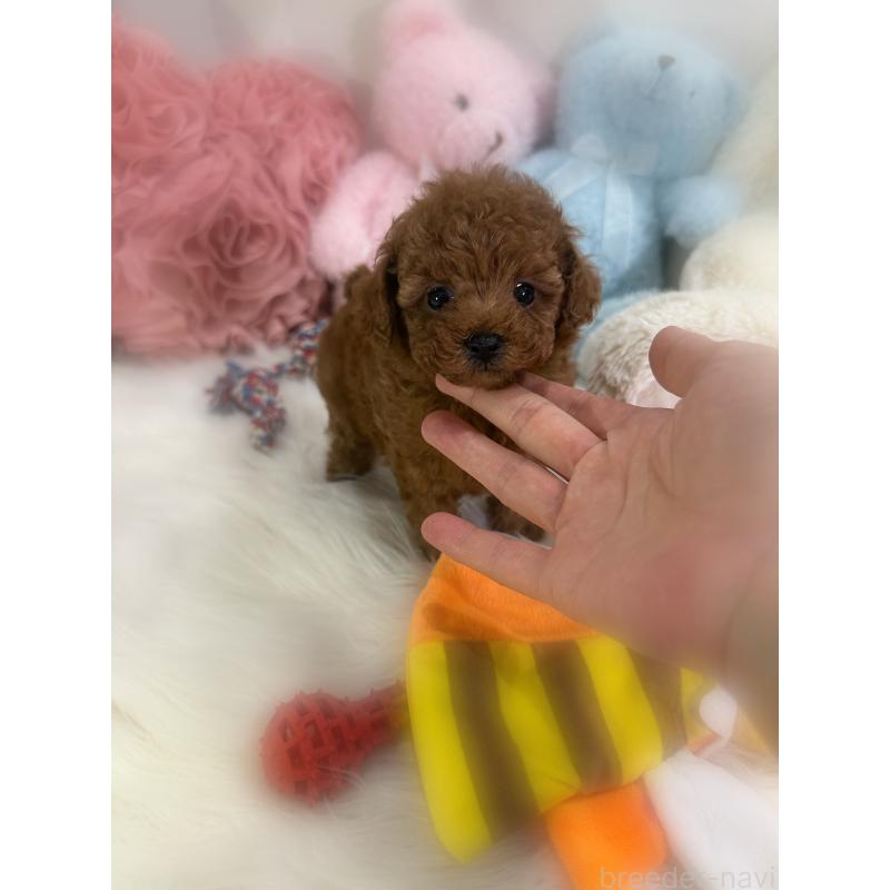 販売中の香川県のタイニープードル-446811の18枚目