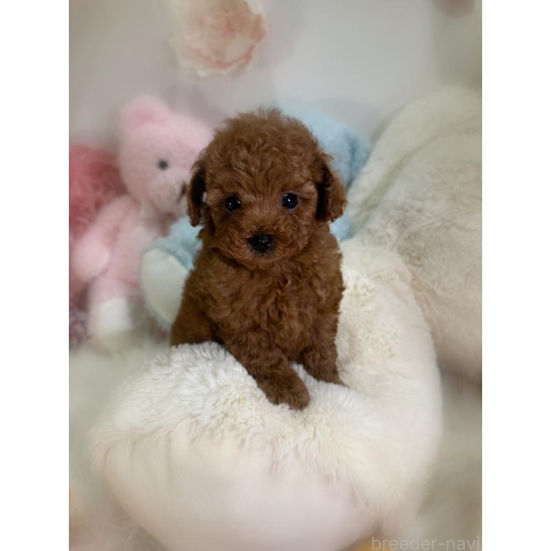 販売中の香川県のタイニープードル-446811の17枚目