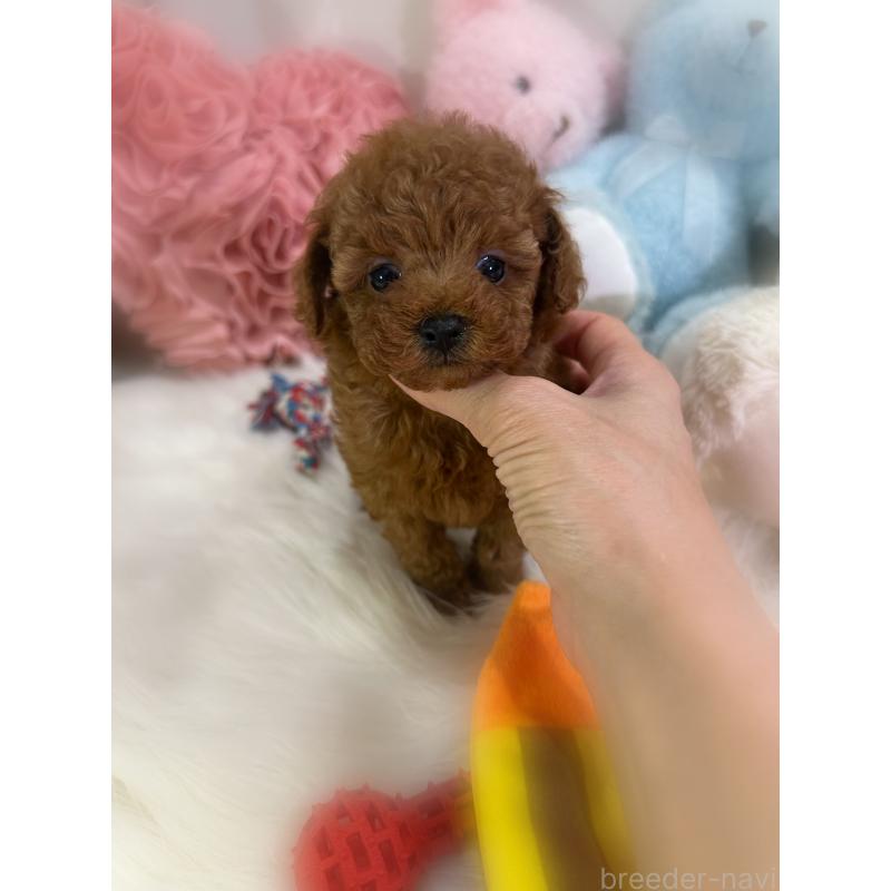 販売中の香川県のタイニープードル-446811の16枚目