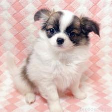 ♀︎チワワ(ロングコート)