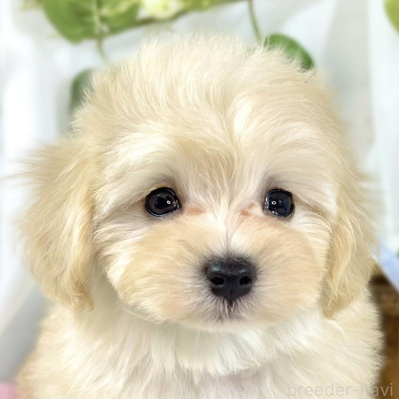 ♀︎マルプー:マルチーズ×トイプードル