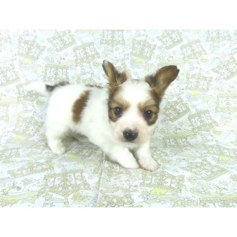 販売中の千葉県のパピヨン-443909の9枚目