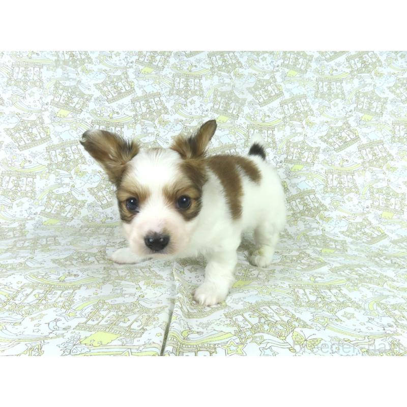 販売中の千葉県のパピヨン-443909の8枚目